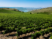 Cabernet Franc "Didacus" Planeta 2020  (750 ml)