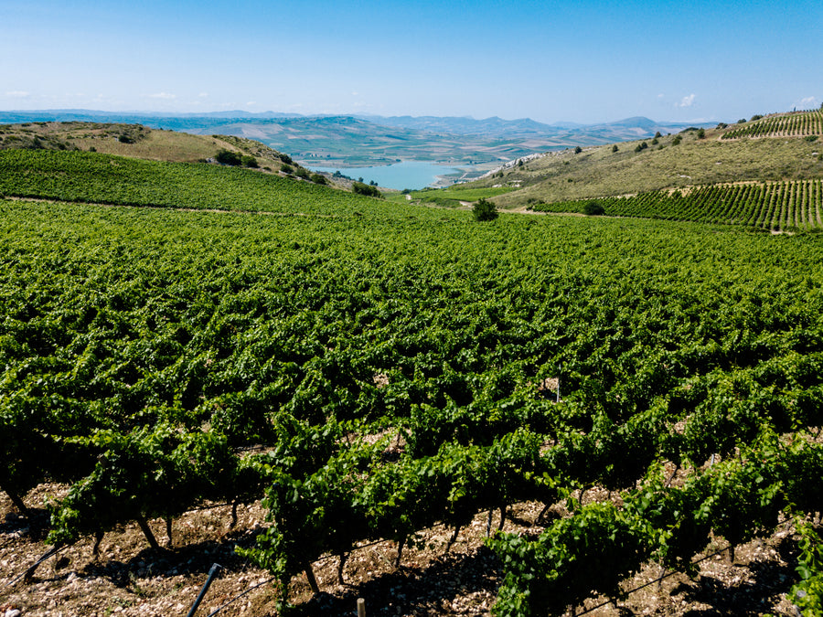 Cabernet Franc "Didacus" Planeta 2020  (750 ml)