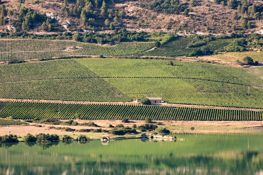 Chardonnay "Didacus" Planeta 2022  (750 ml)